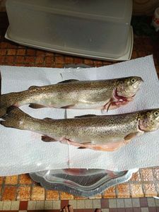 Rainbow Trout