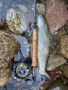 Brown Trout