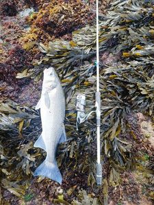 European Bass (Seabass)