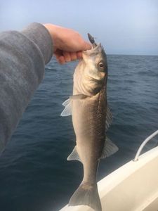 European Bass (Seabass)