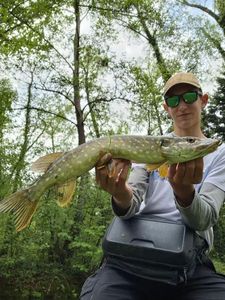 Northern Pike