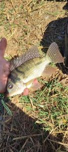 Nile Tilapia