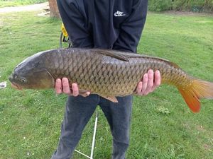 Common Carp