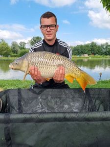 Common Carp