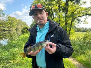 European Perch