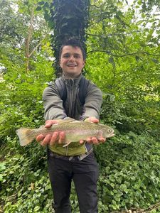 Rainbow Trout
