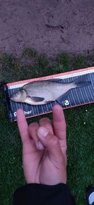 Common Bream