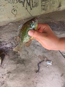 Green Sunfish