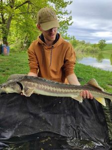 Sturgeon