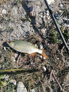 Roach