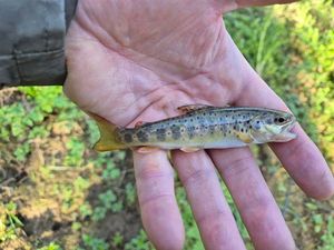 Brown Trout