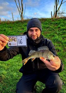 European Perch