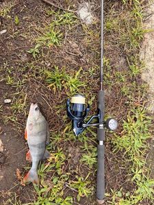 European Perch