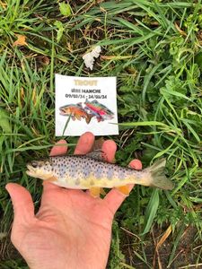 Brown Trout