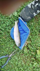 Rainbow Trout