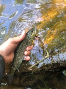 Brown Trout