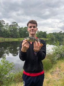 European Perch