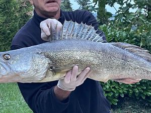 Zander