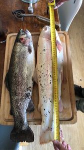 Rainbow Trout