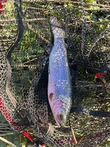 Rainbow Trout