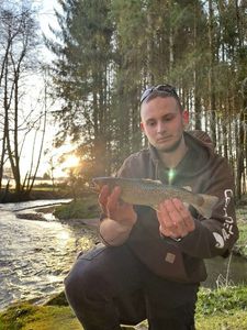 Rainbow Trout