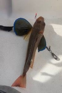 Grey Gurnard