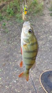European Perch