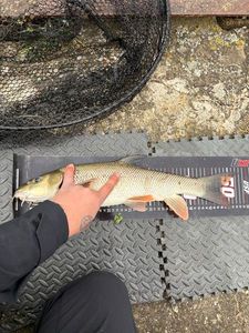 Barbel