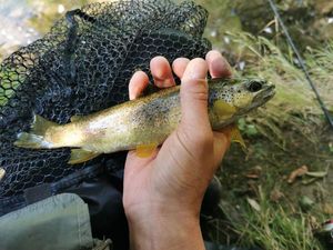 Brown Trout