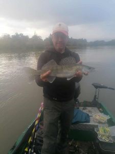 Zander
