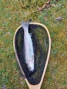 Rainbow Trout