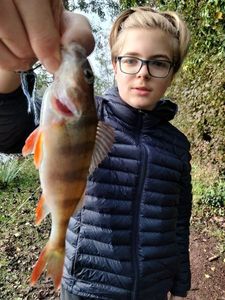 European Perch