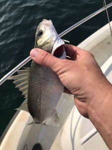 European Bass (Seabass)