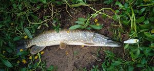 Northern Pike