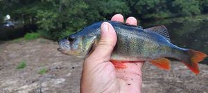 European Perch