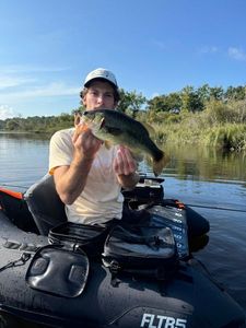 Largemouth Bass