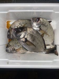 White Seabream