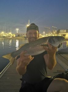 European Bass (Seabass)