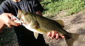Largemouth Bass