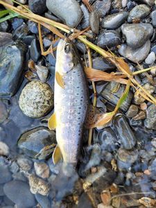 Brown Trout