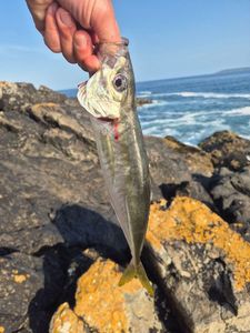 Cape Horse Mackerel