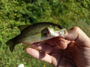 Largemouth Bass