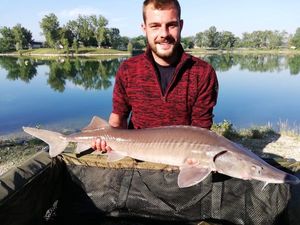 Gulf Sturgeon