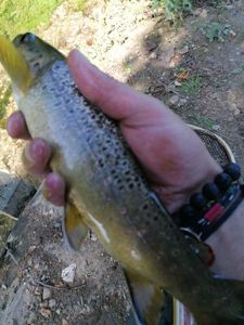 Brown Trout