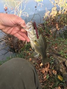 Largemouth Bass