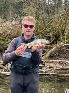 Brown Trout