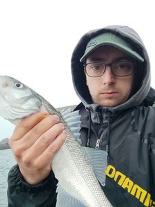 European Bass (Seabass)