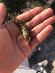 Giant Goby