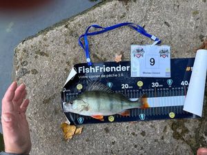 European Perch