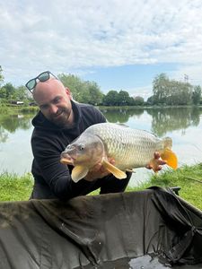Common Carp